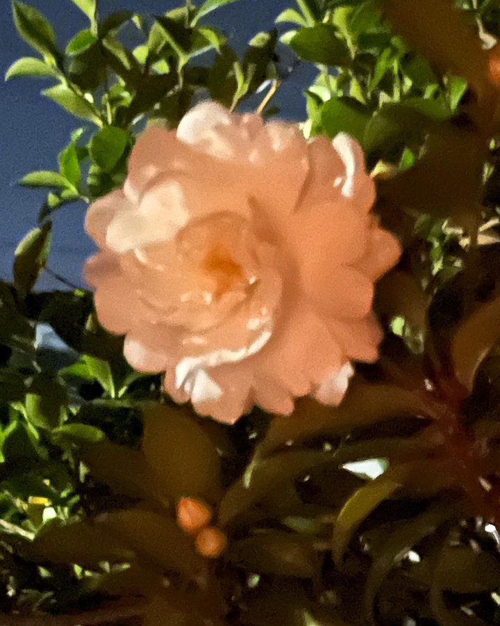 Ebd8e12864764e06bb31c31a87d9f3cb