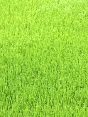 721