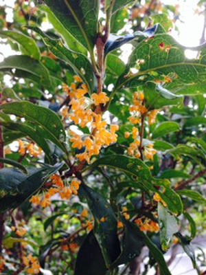 Photo_3