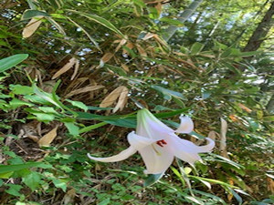 Img_1811